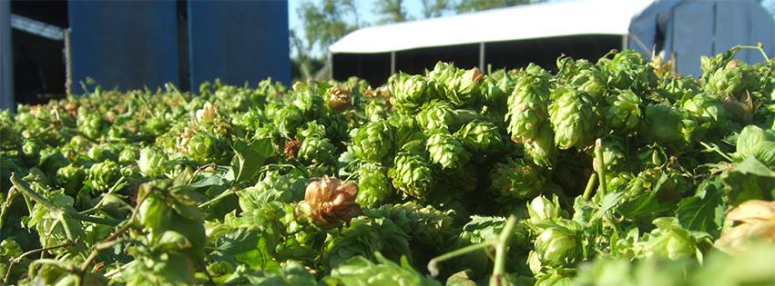 houblon-brasserie-antoniana houblon-brasserie-antoniana